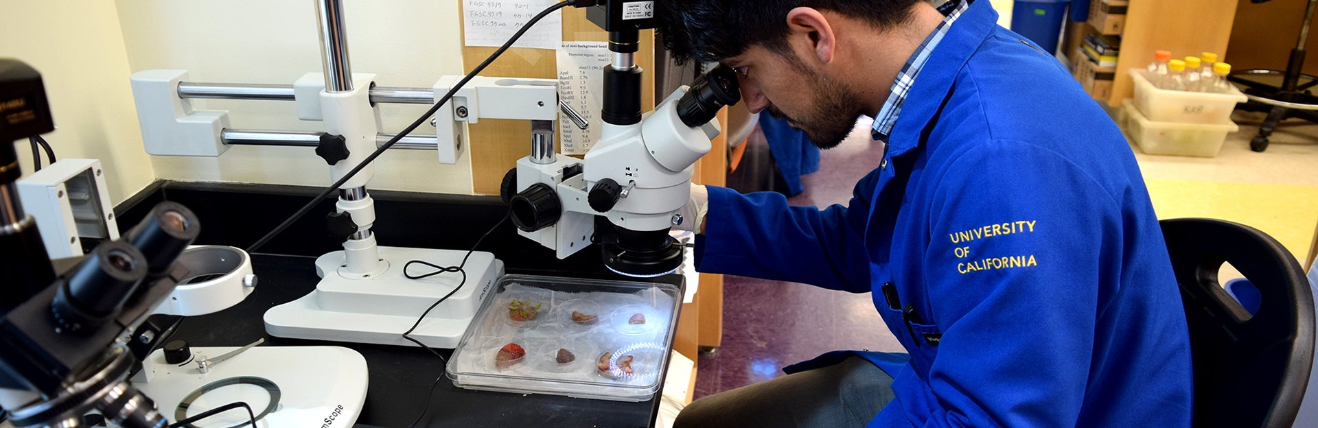 student looking through a microscope (c) UCR/CNAS