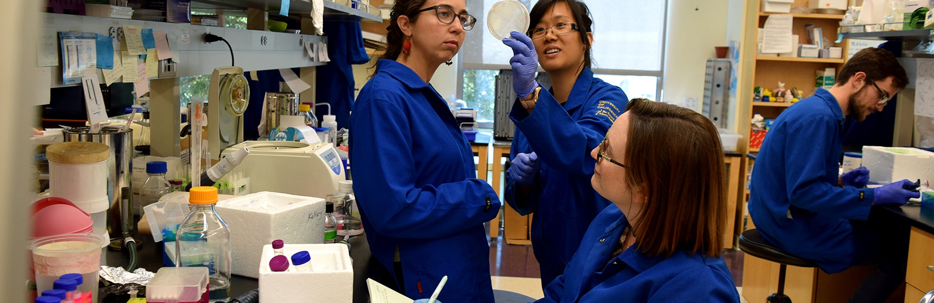 looking at a lab plate (c) UCR/CNAS