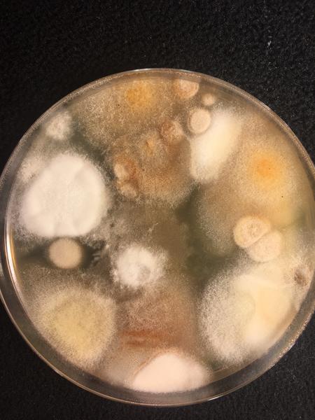 desert soil fungus cultures