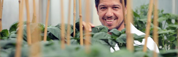 researcher in the greenhouse with plants (c) UCR/Stan Lim