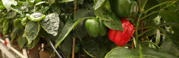 Plants in greenhouse