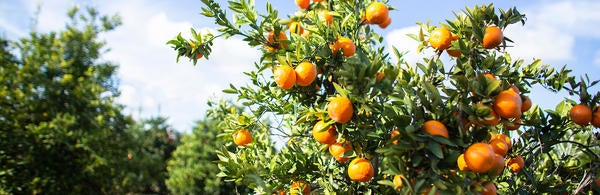 Citrus trees, Ag Ops (c) UCR/CNAS