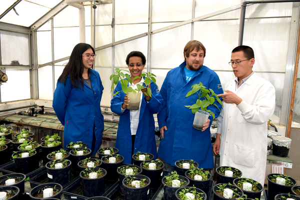 gachomo lab greenhouse