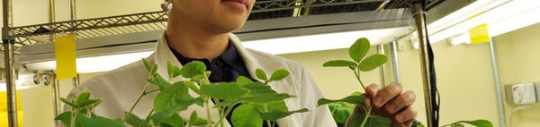 scientist with plants in lab (c) UCR/CNAS