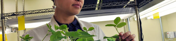 researcher with plants in lab (c) UCR/CNAS