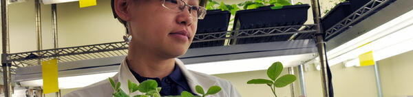 researcher with plants in lab (c) UCR/CNAS