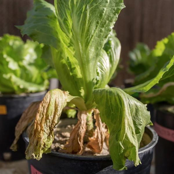 Putman Lab Crops