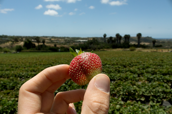 putman lab strawberry